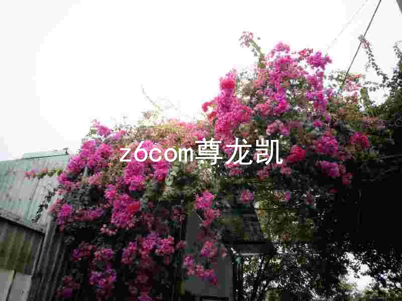 z6com尊龙凯